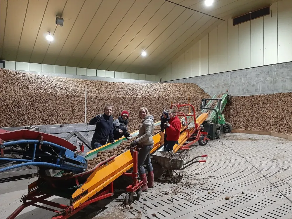 Culture pommes de terre à Gembloux